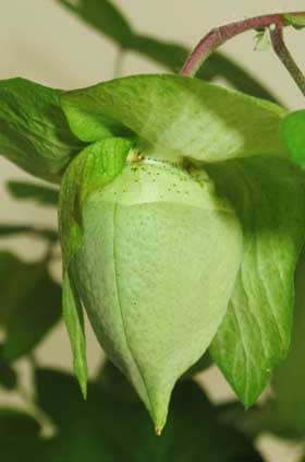 アジア綿の未熟果の萼の基部の花外蜜腺の２箇所から出る花外蜜