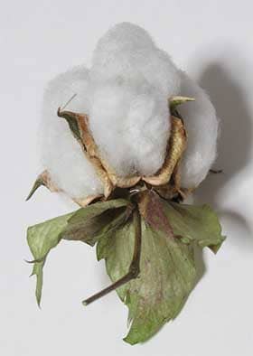 完熟したアジア綿のコットンボールの萼の基部から出る花外蜜
