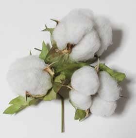 花外蜜の出る収穫したアジア綿のコットンボール３個