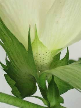 アメリカ綿の花の萼下の花外蜜腺