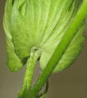 アメリカ綿の副萼と花柄の合着部にある花外蜜腺