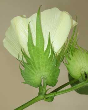 横から見た開花中のアメリカ綿のクリーム色の花