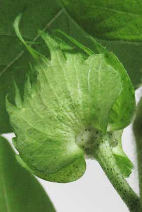 アメリカ綿の蕾の副萼の基部から花外蜜があふれ出ているところ