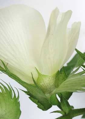 開花中のアメリカ綿の萼の基部の花外蜜腺を横から見たところ