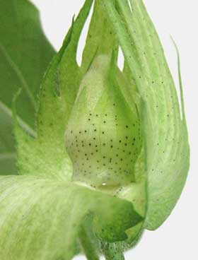 アメリカ綿の蕾の萼の基部から出る花外蜜