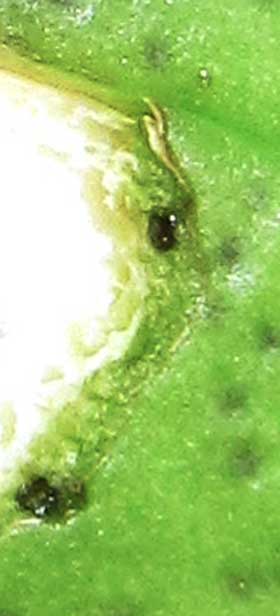 動物にかじられたアメリカ綿の未熟果の果皮に見られるゴシポール腺
