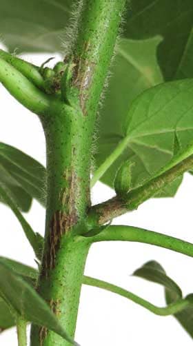 ワタの主茎や葉柄に見られるゴシポール腺