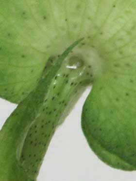 開花中のアメリカ綿の副萼の基部の花外蜜腺から滴る花外蜜