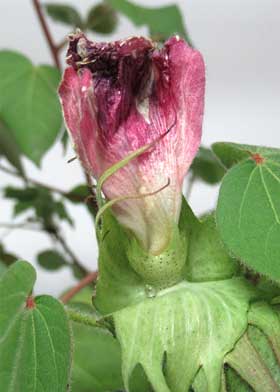 11月上旬、ワタの開花後、副萼の花外蜜腺から蜜が出ているところ