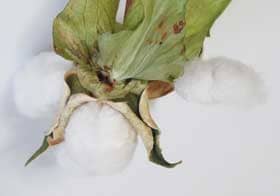 コットンボールの白いわたが外れるほど完熟しているアジア綿の副萼から花外蜜が出ているところ