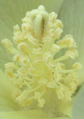 ワタの花　雌しべと葯が開いて花粉を出す雄しべ拡大写真