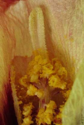 萎んでピンク色に変化して落ちたアジア綿の花の中の様子　蕊部分拡大
