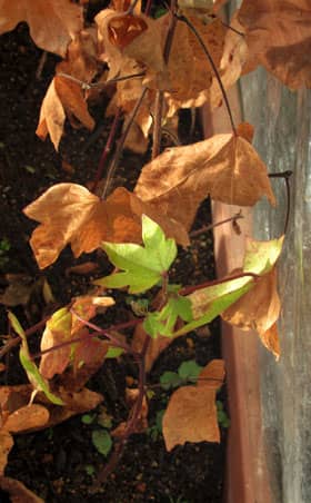 １月上旬　屋外の簡易ビニール温室で育てているドワーフコットン