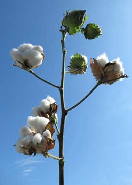 コットンボール全部が弾ける前に収穫し、葉を落としたアメリカ綿