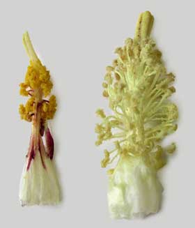 アジア綿の花とアメリカ綿の蕊部分大きさの比較