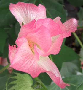 開花の翌朝に濃いピンク色に変化するアメリカ綿の花