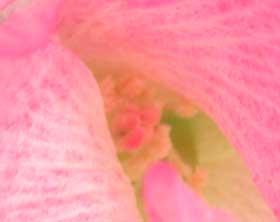 夕方に徐々にピンク色に変化するアメリカ綿の花　蕊部分拡大