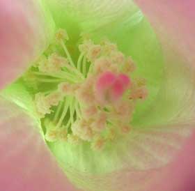 雌しべの柱頭がピンク色になってきたワタの花　蕊部分拡大