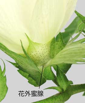 綿の花　花付近の花外蜜腺