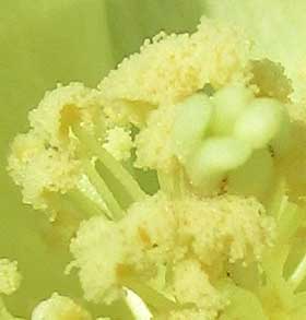 綿の花葯の開いた雄しべ　花粉拡大