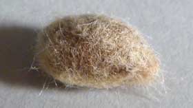 綿毛を取り除いた綿の種子