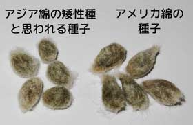 アメリカ綿の種子とアジア綿の種子