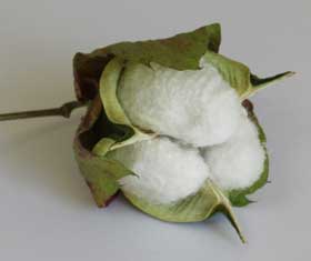 落果させてしまった未熟なアジア綿のコットンボールが乾燥により、弾けてきている