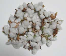 10月中旬に収穫アジア綿のコットンボール