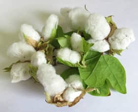 収穫したアジア綿矮性種のコットンボール