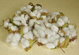 10月上旬までに収穫したアジア綿のコットンボール