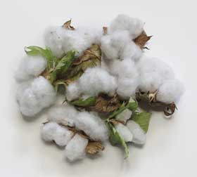 収穫したアジア綿のコットンボール