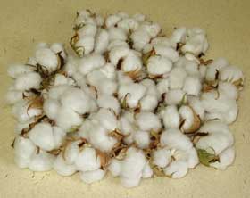 10月上旬までに収穫したアメリカ綿のコットンボール