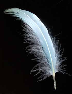 藍の生葉染めした白鳥の羽根