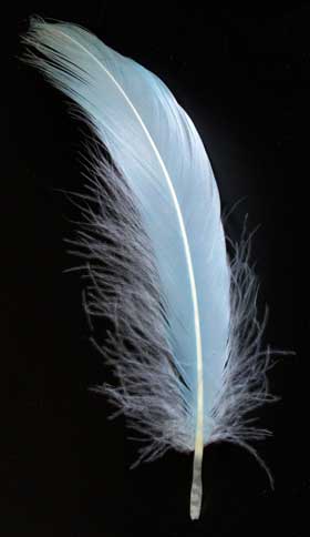 藍の生葉染めで空色に染まった白鳥の羽根
