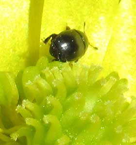 眩しく光るフクジュソウの花にいる花粉をつけた甲虫