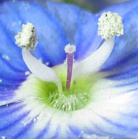 花粉を出し始めたオオイヌノフグリの花　中心部拡大