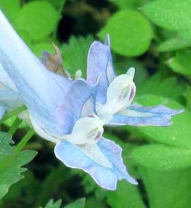 淡い青系のきれいなヤマエンゴサクの花　拡大