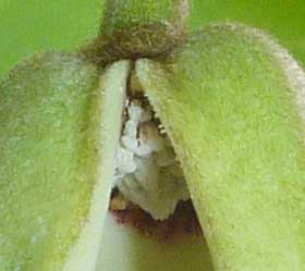 チェリモヤの花 雄しべ成熟期横から見たしべ部分拡大
