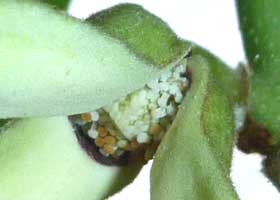 チェリモヤの花 雄しべ成熟期斜め下から見たしべ部分拡大