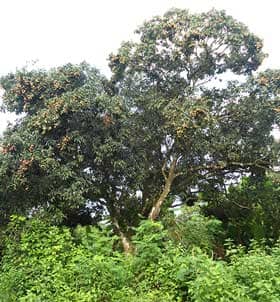Wild lychee tree
