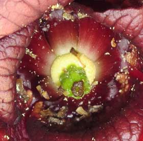 花粉採取のため雄しべを大量に取り除いて授粉された雌しべが見えるようになったポポーの花 拡大