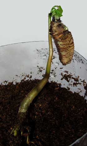 種皮が取り除かれたポポーの種子から本葉が出ようとしていて、土からもち上がってきているようす