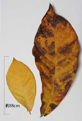 黄葉したポポー葉の大きさの比較