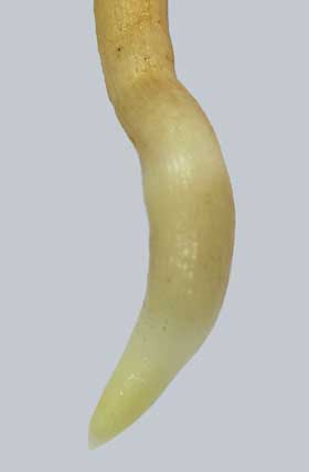ポポーの胚乳から外された根の先端部分