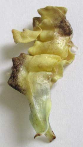 取り出された発芽後のポポーの種子の殻に残った子葉