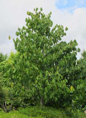 ポポーの成木の自然樹形