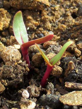 緑色の子葉の裏と茎が赤いビーツの発芽