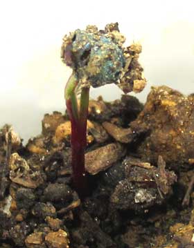 ビーツの発芽「デトロイトダークレッド」１つの種子から２つの芽が出ているところ