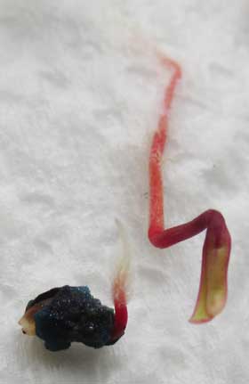 多胚性のビーツの種子から一つ目の子葉が出たところ