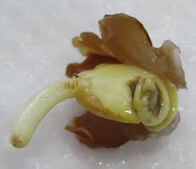 入水管や出水管を出しているアサリと雰囲気が似ているサイカチの発芽　幼根が伸びて種皮がより大きく開き、胚乳が本葉のような形に変化してきている